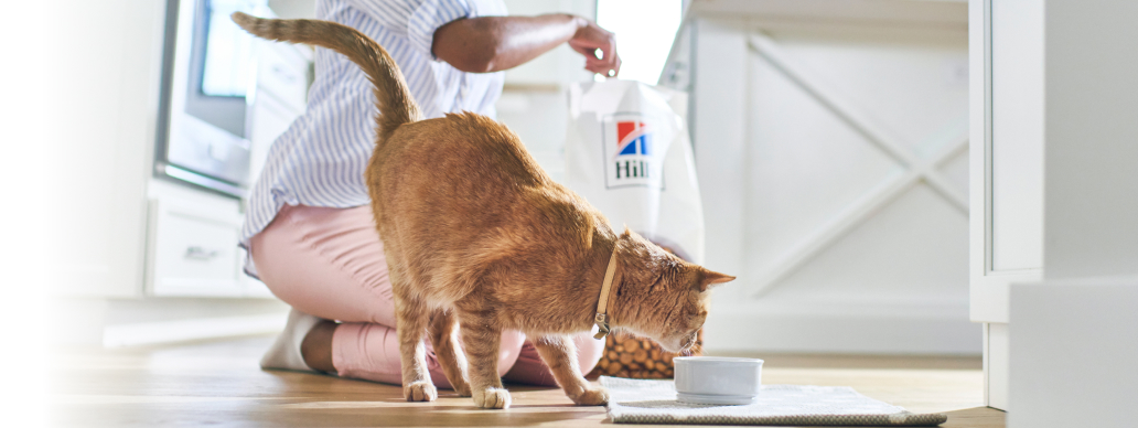 Kot jedzący karmę Hill's