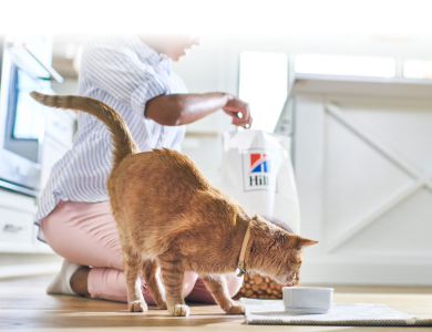 Kot jedzący karmę Hill's