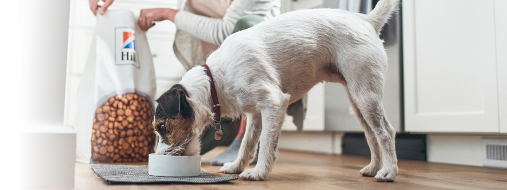 Pies jedzący karmę Hill's